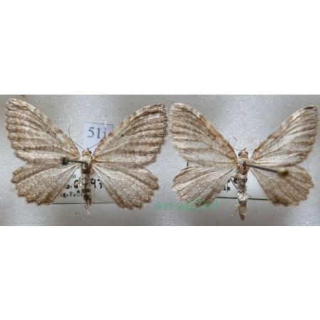 Philereme vetulata (Denis & Schiffermüller, 1775) pair Paśnik kłębiniec Czech51j